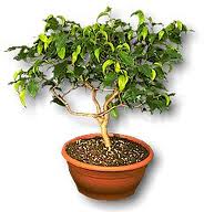 ficus