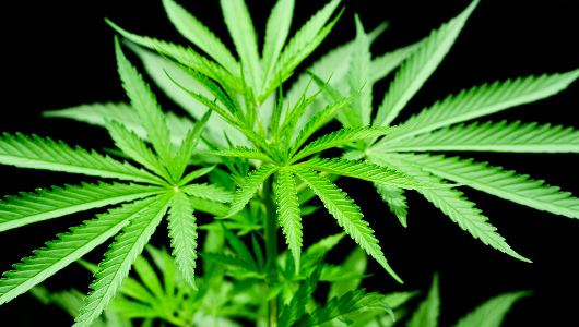 Forget the gold, the pot's far more valuable