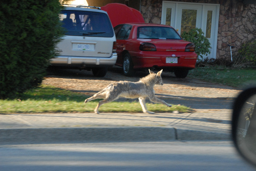 It’s Looney Toons in Geneva!