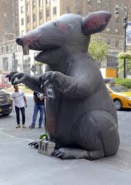 Giant Rat